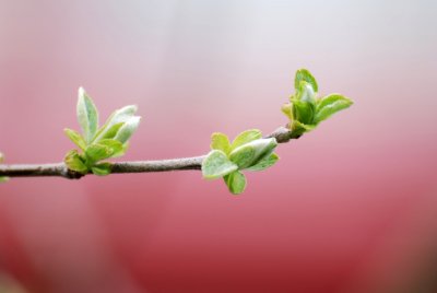 Cydonia oblonga - kdouloň obecná - pupen
